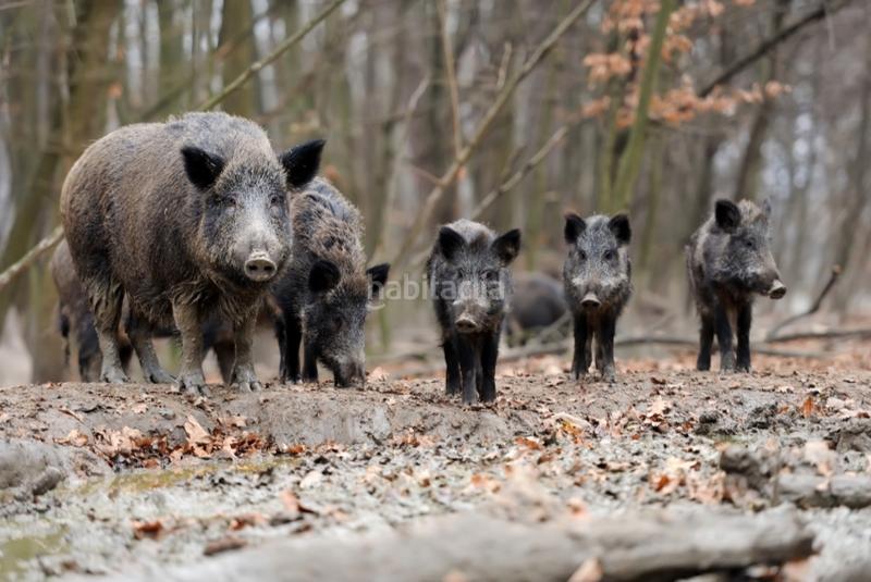 Foto 3e70cda5-72cb-42ba-9351-3be6b312af11. Finca rústica a calle albacete 1 a Hellín