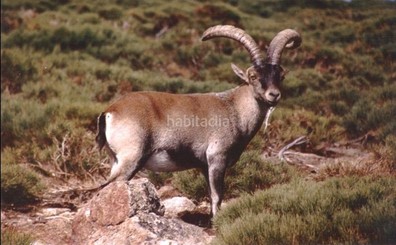 Foto 61f01335-b5e4-42be-a7d8-dccd5595fd21. Finca rústica a calle albacete 1 a Hellín