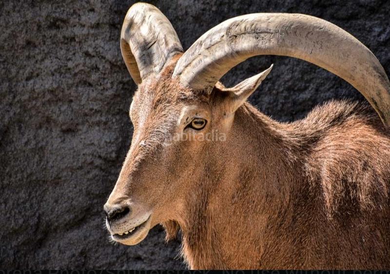 Foto 97a803b8-35c6-443a-9fa4-9f8fdf111bdc. Finca rústica a calle albacete 1 a Hellín