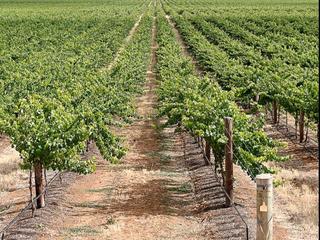 Rural plot in Carretera de yecla 20. Se vende finca de regadío en producción