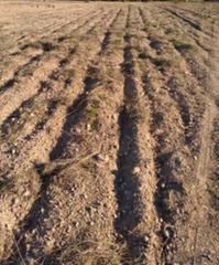 Finca rústica a Calle carretera de villena 1. Se vende finca de regadio