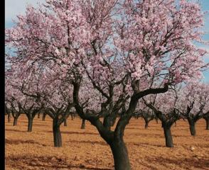 Finca rústica a Rm-532 2. Se vende vinca de cultivo en ecológico