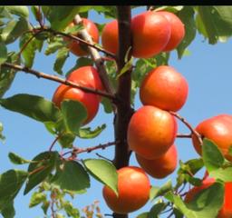 Finca rústica a N/a. Se vende finca en producción de frutales