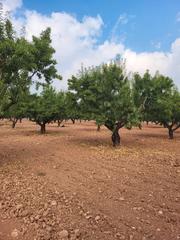 Finca rústica en Carretera de calasparra 39. Se vende finca de almendros en producción