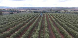 Finca rústica a N/a. Se vende finca de olivos con almazara
