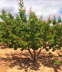Finca rústica a N/a. Se vende finca rustica regadio