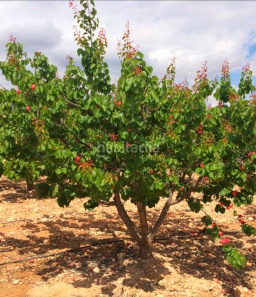 Foto 79d3ef3b-dcb9-4d92-a47e-db354330923f. Finca rústica a calle vicente aleixandre 10 a Bullas