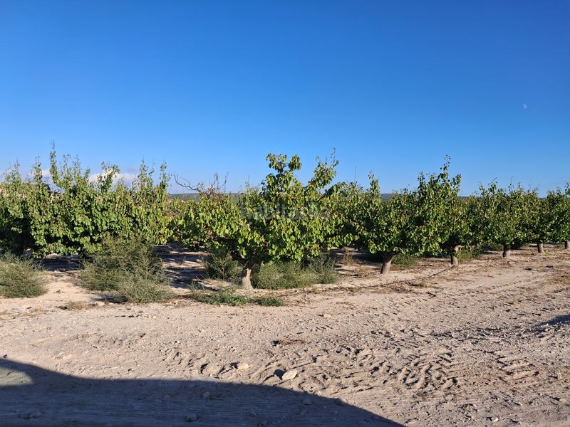 Foto f6476bff-6c32-4727-b109-ccac913f70f8. Finca rústica a calle vicente aleixandre 10 a Bullas