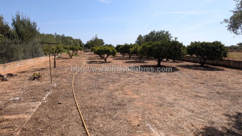 Foto b9882ea2-1904-4333-82a3-ab50a84aeebf. Casale con parcheggio in Algaida