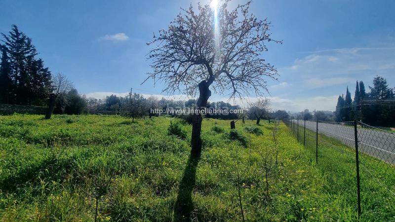 Foto df4d28a5-4c26-46b2-a575-36a71acd9fe6. Terreny residencial a Gran Via de Colom Inca