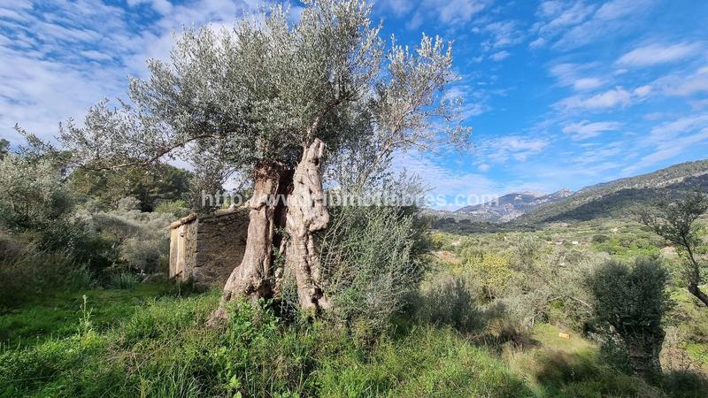 Foto 8ca85486-692e-4862-a588-349789c8a6d5. Casale in Selva