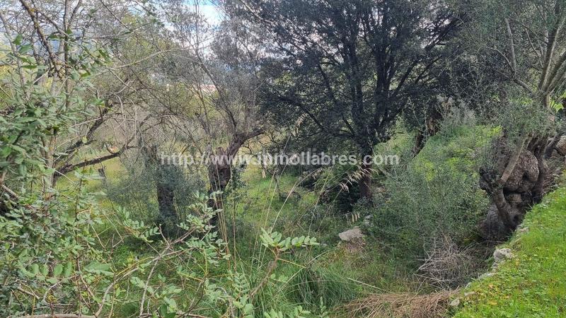 Foto cb7bcfd6-7bc6-45ec-a936-8c70726be9b7. Casale in Selva