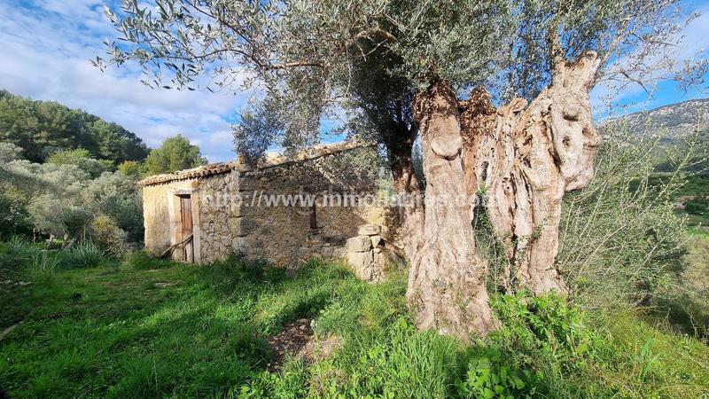 Foto d48e89b4-878d-49cc-a238-a0801d865937. Casale in Selva