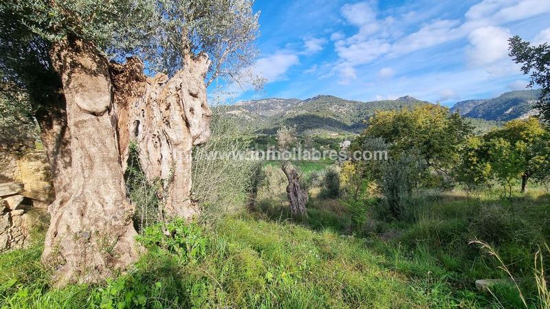 Foto dd6dd9b1-72e5-4e7c-83bc-fcd0f01e717e. Casale in Selva