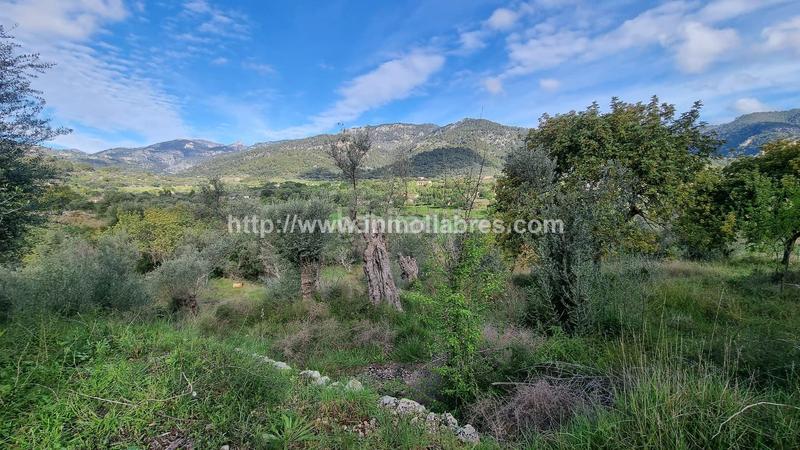 Foto f6d09bef-bb0c-4f0e-bcad-ecfc4f59dd58. Casale in Selva