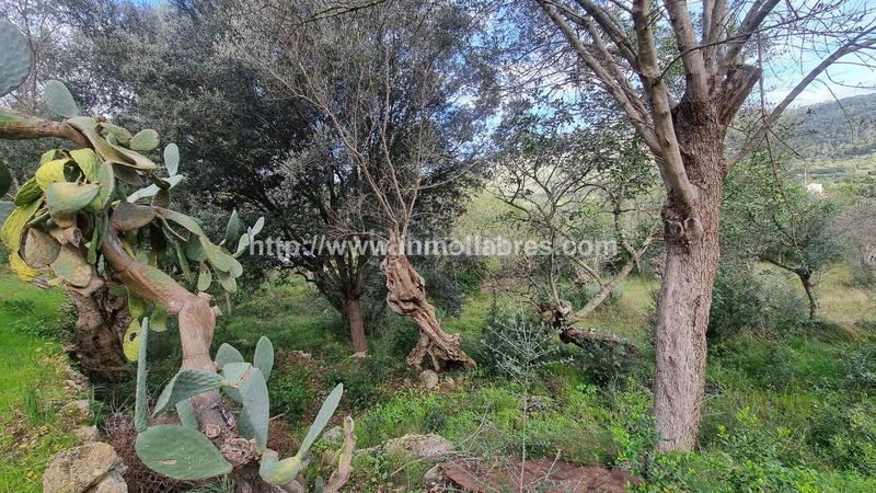 Foto fe932b26-f3ff-487d-bbd2-09540202e51f. Casale in Selva