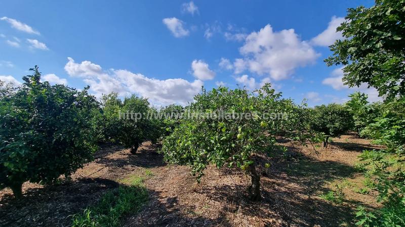 Foto 2382ee94-f38b-4eb8-9710-33c96d263e30. Casale in Muro