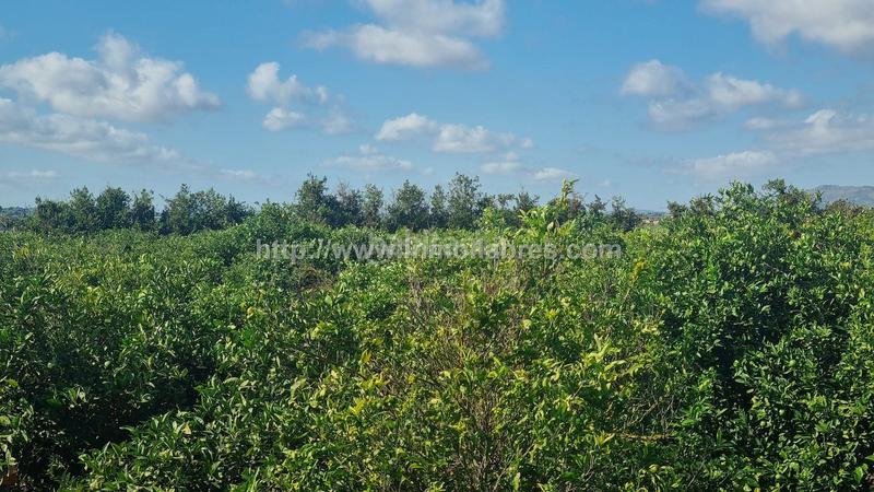Foto a55d17de-e76e-4224-be2d-c1510d182d23. Casale in Muro