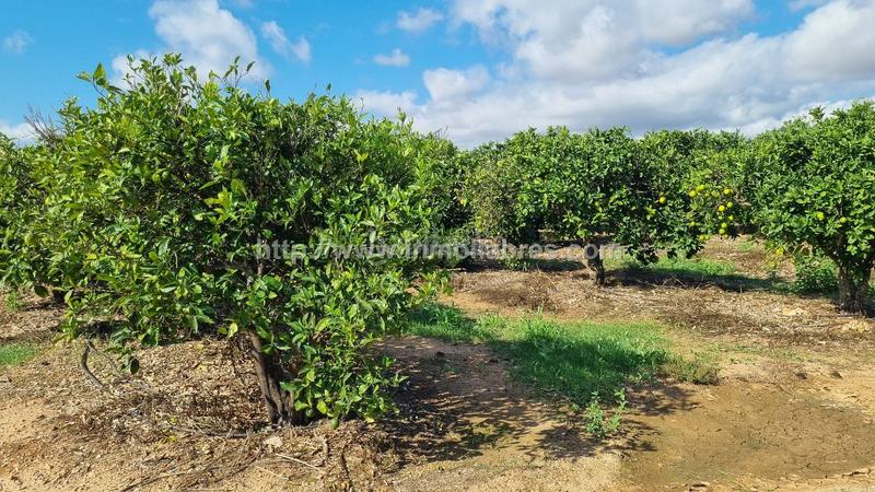 Foto bc6bf3e0-55ca-48d6-b3eb-a5769954d5b3. Casale in Muro