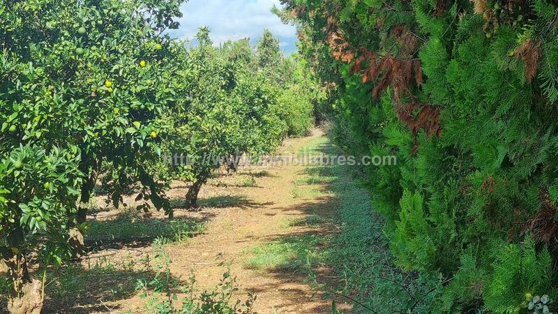 Foto cb7970d6-a739-42f3-a57b-752f78a2a738. Casale in Muro