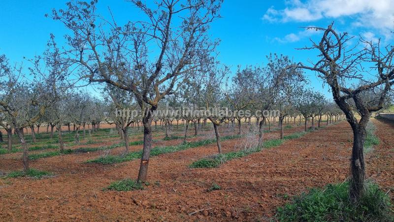 Foto 00d32cdd-aa88-4e5f-95ce-84eb1414a33a. Terrain résidentiel dans Santa Margalida poble Santa Margalida