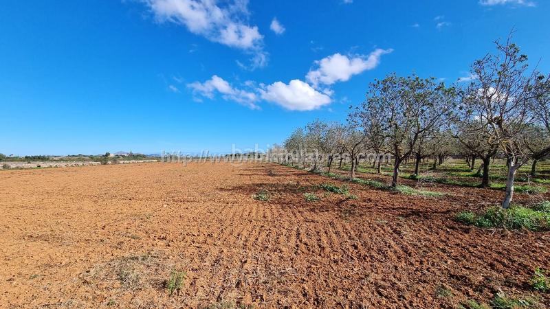 Foto 00e113e0-73c5-4a0c-bbf8-5b29a107e42e. Terrain résidentiel dans Santa Margalida poble Santa Margalida
