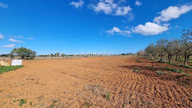 Foto 558d814a-5c22-47fc-9c3a-e1323ad097a5. Terrain résidentiel dans Santa Margalida poble Santa Margalida