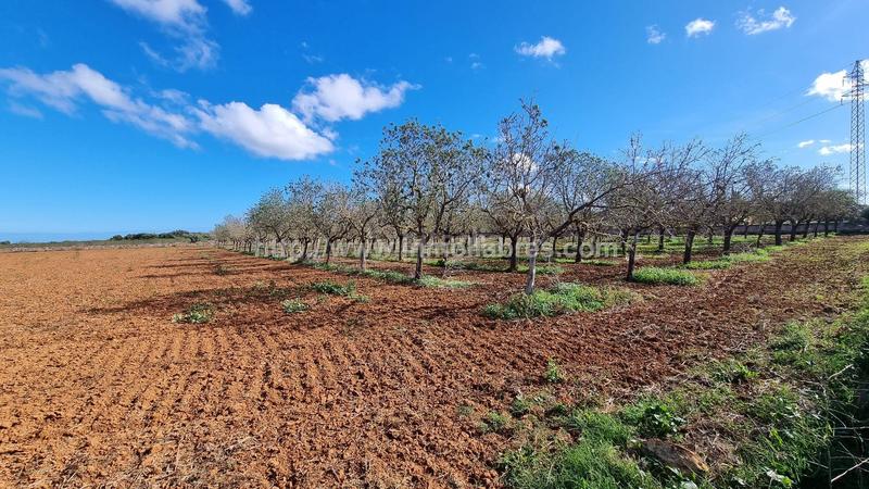 Foto 7843cddb-19d4-4df8-904e-b608cdcdcf2e. Terrain résidentiel dans Santa Margalida poble Santa Margalida