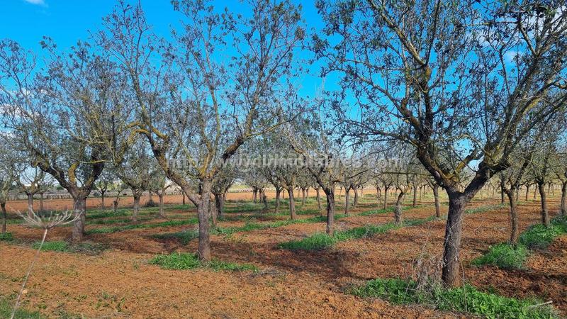Foto 96497e67-7d26-47ad-96ca-bfec3cc6f735. Terrain résidentiel dans Santa Margalida poble Santa Margalida