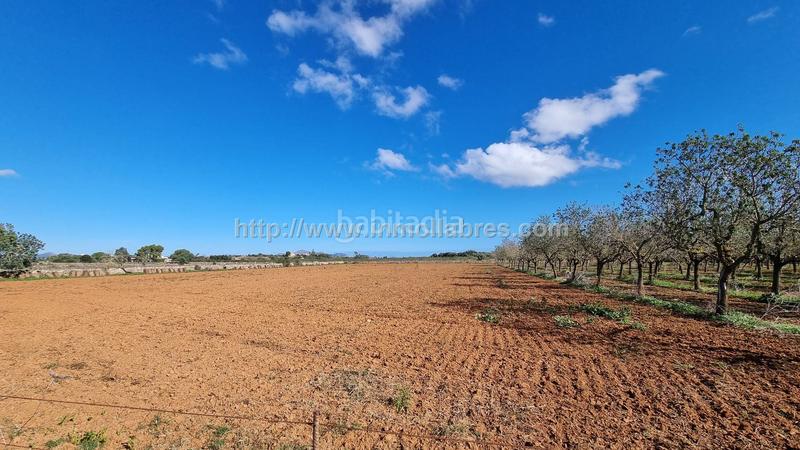 Foto 9e52c4de-efee-4933-aa90-e1b655b0d29b. Terrain résidentiel dans Santa Margalida poble Santa Margalida