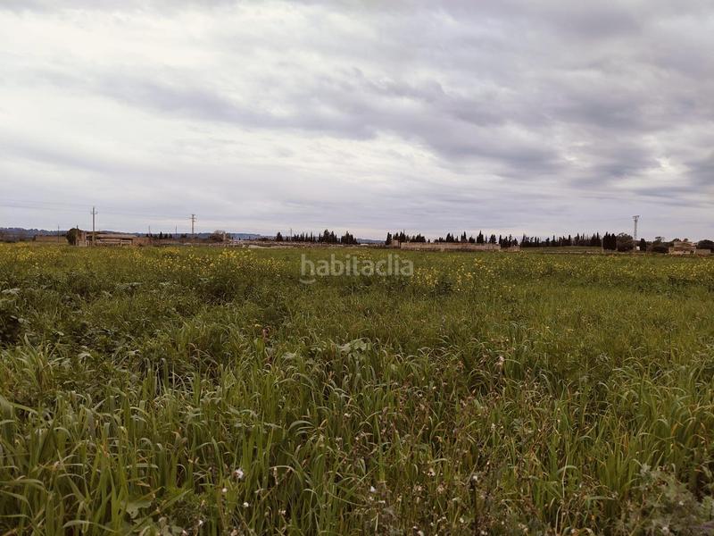 Foto 6c7e60e7-40c7-4172-ba7c-5e2726b190a0. Terreno residencial se vende finca edificable en Sa Pobla