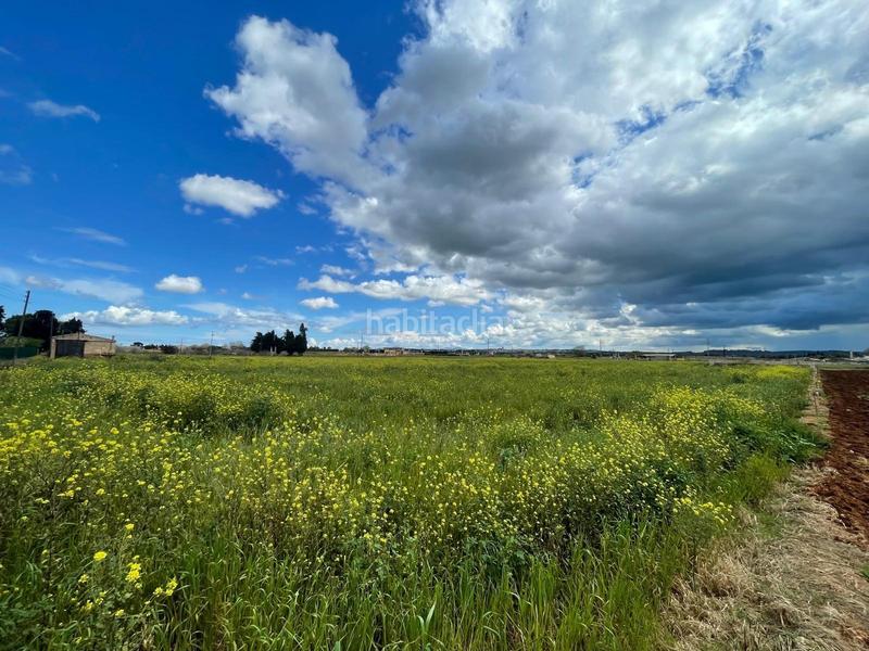 Foto b38e3195-02de-4a31-8c93-0c667c8e46ae. Terreno residencial se vende finca edificable en Sa Pobla