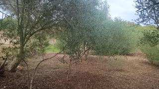 Landgut in Santa Eugènia. Se vende terreno rústico en santa eugénia