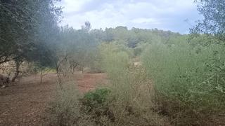 Finca rústica a Santa Eugènia. Se vende terreno rústico en santa eugénia
