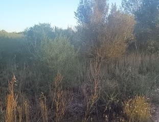 Rural plot in Santa Eugènia. Se vende parcela en santa eugenia de 2.000 m