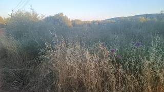 Rural plot in Santa Eugènia. Se vende parcela en santa eugenia de 3000 m2