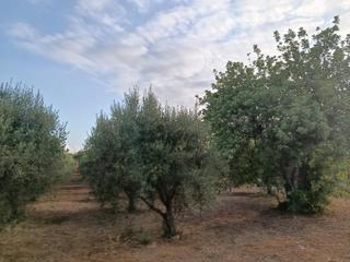 Finca rústica a Selva. Se vende terreno rústico en moscari de 3000 m2