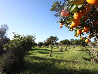 Rural plot in Binissalem. Se vende finca en binissalem