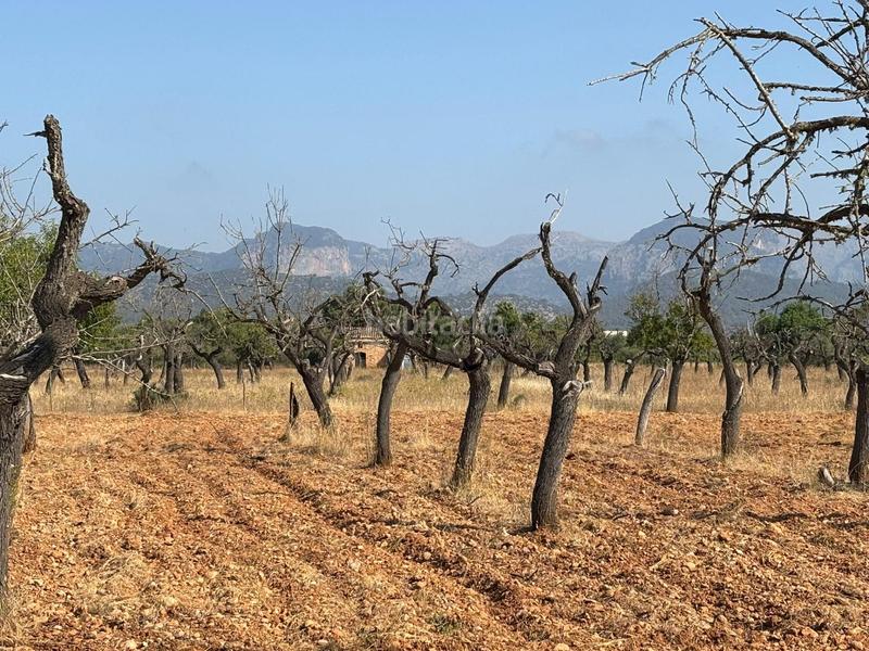 Foto ac4cb529-ddf1-48fd-8d59-c2442c7f921f. Terreny residencial a Binissalem