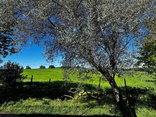 Finca rústica en Sencelles. Finca rústica en sencelles