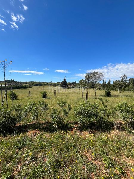 Foto 30e134fb-a23a-43ca-9818-21f75bf7429c. Terreny residencial a Sencelles