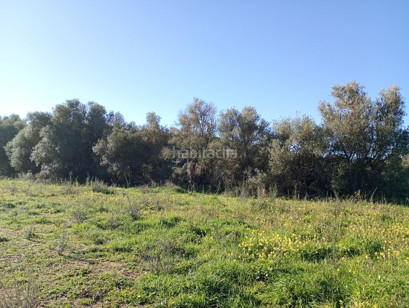 Foto b22f070d-4dd0-40dc-a2e7-ae5720cbf9b2. Finca rústica terreno rústico edificable de 21.240 m2 en Costitx