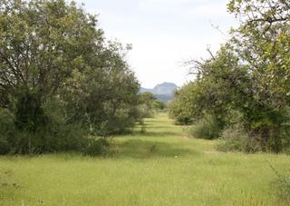 Residential Plot in Binissalem. Se vende parcela rúsitca de 20.714 m2 en camí son roig binissale