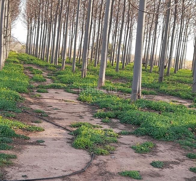 Foto 7a6bd0c8-3a99-4d73-8ab4-f082494f2c96. Wohngrundstück in Los Pinares-La Masia Bétera