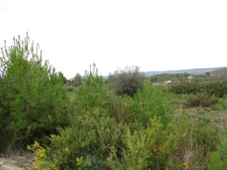 Terreny residencial  Llanorel