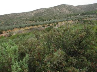 Terreny residencial  Llanorel
