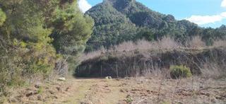 Terreny residencial  Cercat