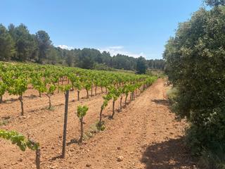 Residential Plot  Hoya huesos. venta del moro