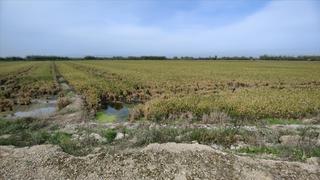 Residential Plot  Bases. sollana