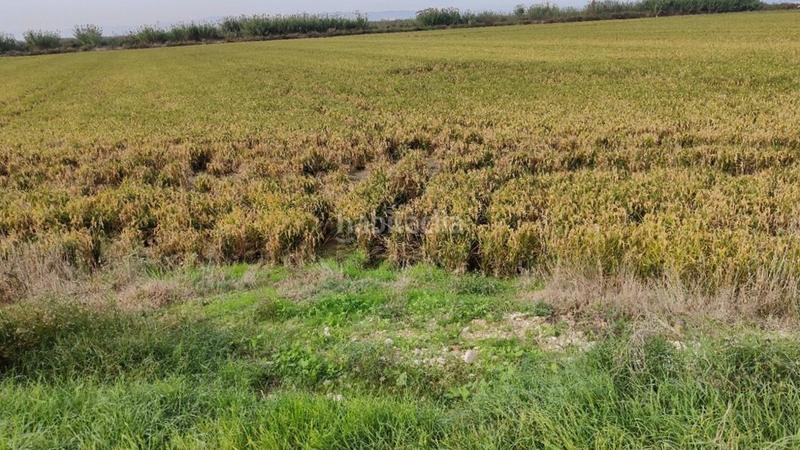 Foto f3da9b24-0ece-4a9a-b9e2-a5e48716b654. Residential plot in Sollana